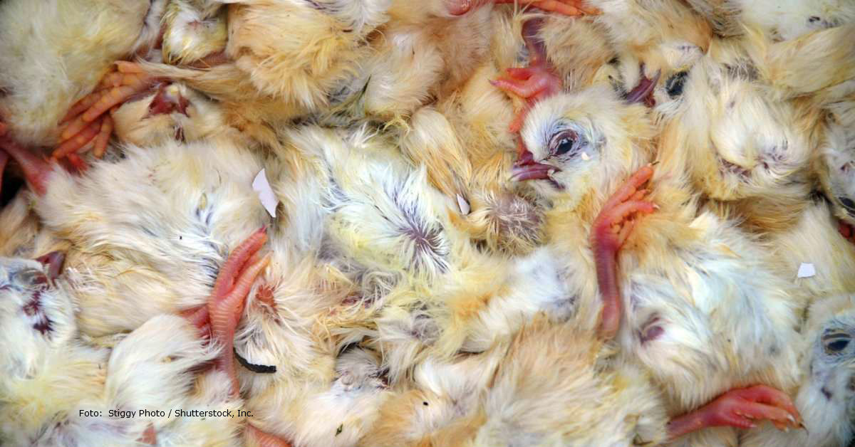 CDU und FDP: Das Dokumentieren von brutaler Tierhaltung sollte strafbar sein