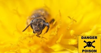 Einführung von neuem Gift für Bienentod – Bundesamt verweigerte Information!