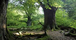 Im heiligen Hain der Götter – Die Deutschen und ihr Wald