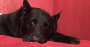 Utes Morgenmagazin, 16.10.: Berliner Polizei greift durch – gegen Hundehalter
