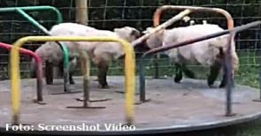 Animal Farm: Tiere erobern leergefegte Corona-Städte (Video)