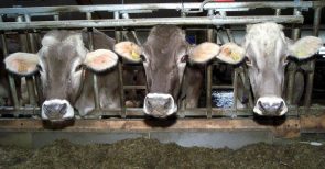Der grüne Rinderwahnsinn – BSE: Krieg gegen Landwirte und Verbraucher