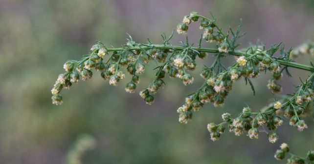 Artemisia annua: Der einjährige Beifuß könnte ein wirksames und günstiges Naturheilmittel gegen Corona sein. Foto: Vankich1 | Shutterstock.com