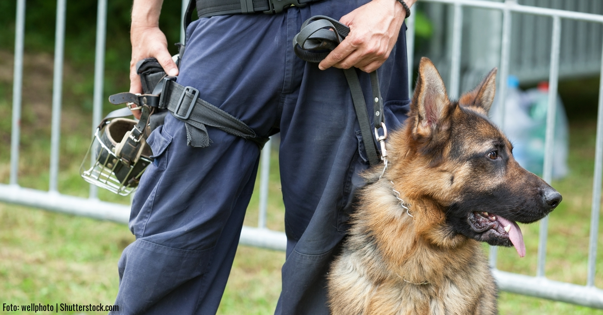 Polizei-Hund-Spuerhund-Schaeferhund.jpg