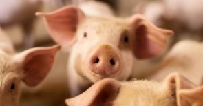 Schweinegrippe mit Schweineprofiten: Eine Tierseuche als Marketingkampagne von Big Pharma