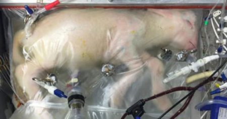 „The Pod Generation“ – Filmkomödie über eine „externe Gebärmutter“ externe Gebärmutter