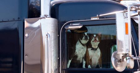 Trudeau droht: Haustiere der Trucker werden zu Geiseln