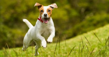 Ukraine-Krieg: Selenski zeichnet Hund aus
