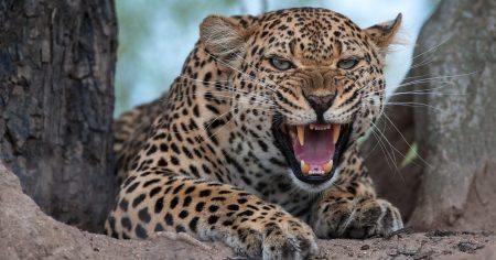 Vom Leoparden gebissen: Mediziner gegen Lauterbach
