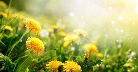 „Superfood“ Löwenzahn: So versorgen Sie sich selbst!