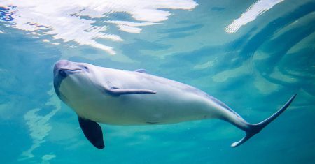 Der Tod der Schweinswale