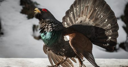 Windrad-Wahn: Jetzt müssen die Auerhühner dran glauben