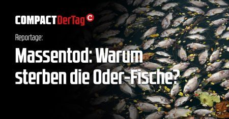 Massentod: Warum sterben die Oder-Fische?