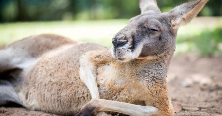 „Die Känguru-Verschwörung”: Mainstream-Propaganda gegen Dissidenten