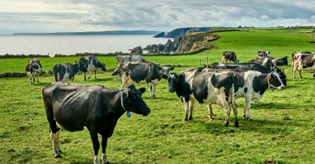 Klimawahn: Irland will 200.000 Kühe töten