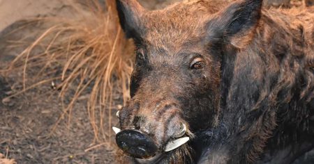 Der Trans-Löwe von Berlin