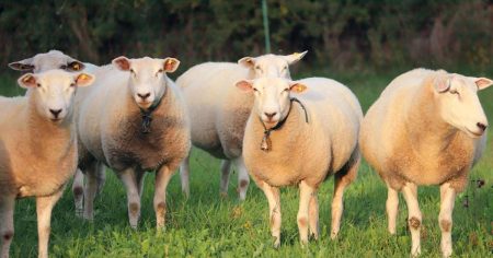 BlueSky: Neuer Safe-Space für woke Schäfchen