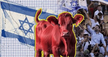 Die extra für Israel gezüchtete rote Kuh: Laut jüdisch-messianischer Endzeitvorstellung wird ihre Asche zur zeremoniellen Reinigung benötigt, die für den Bau eines dritten Tempels in Jerusalem notwendig ist. Foto: Screenshot Youtube