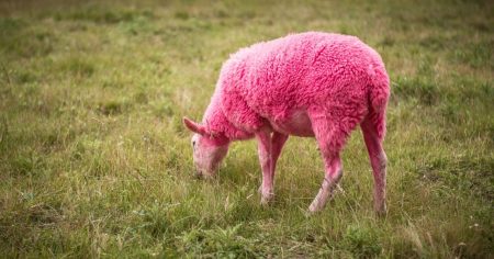 Ein Herz für schwule Schafe