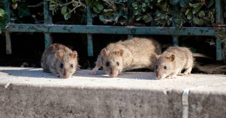 Berliner Ratten