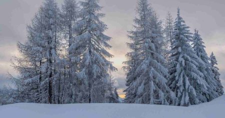 Gefährliche Winterfalle: Verschneiter Winterwald als Symbol dafür, wie Kälte das Immunsystem belastet.