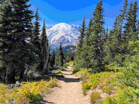 Alarm im Gelenk: Wenn Entzündung zur Dauerbremse wird Natürlicher Weg als Symbol für Bewegung bei Gelenkschmerzen und Entzündungen