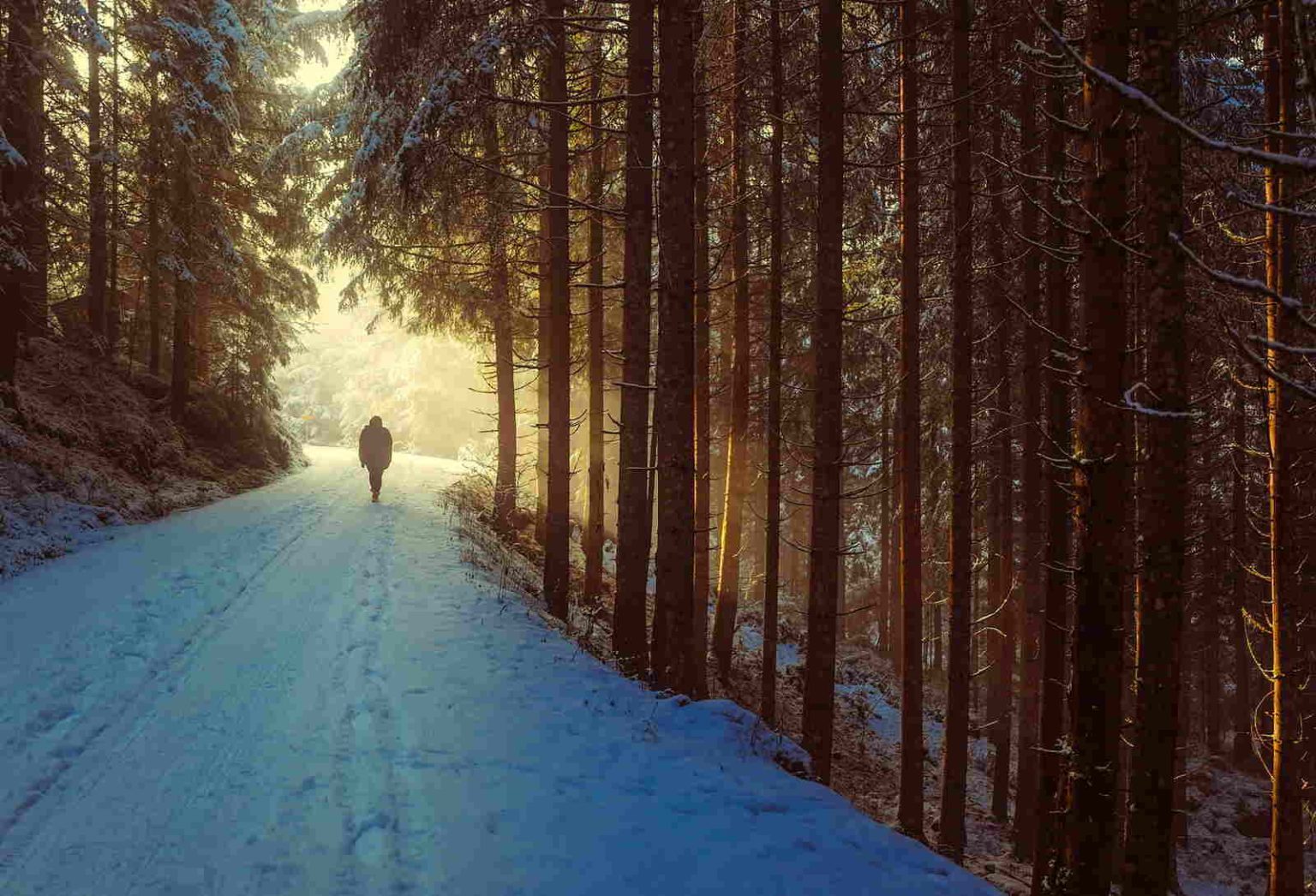 Winterwanderung im Wald – Bewegung unterstützt Gelenke und Knorpel auch bei Kälte