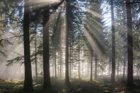 Die Wurzel gegen den Dauerstress Ashwagandha als natürliche Hilfe bei Stress, Schlafproblemen und Erschöpfung